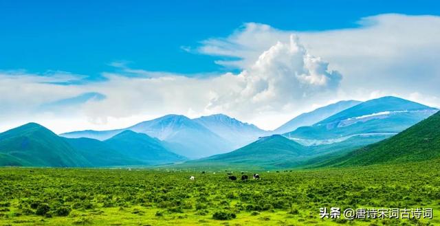 草原风光，天苍苍野茫茫，风吹草低牛羊现-图1