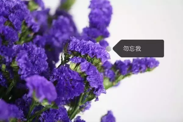 150种鲜花图谱大全，挑战你的识花能力！-图108