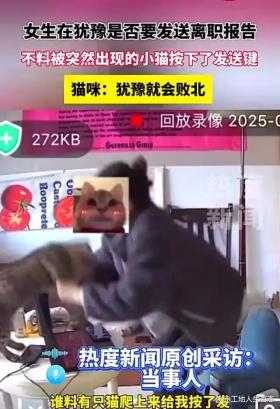 小猫‘代发’辞职报告，一场意外的‘喵’式干预-图2